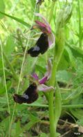 Ophrys bertolonii subsp. bertolonii